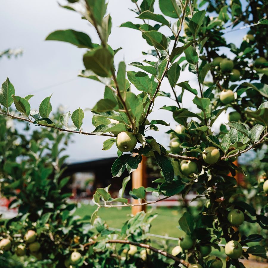 Okanagan Orchard with Cider Tasting Room