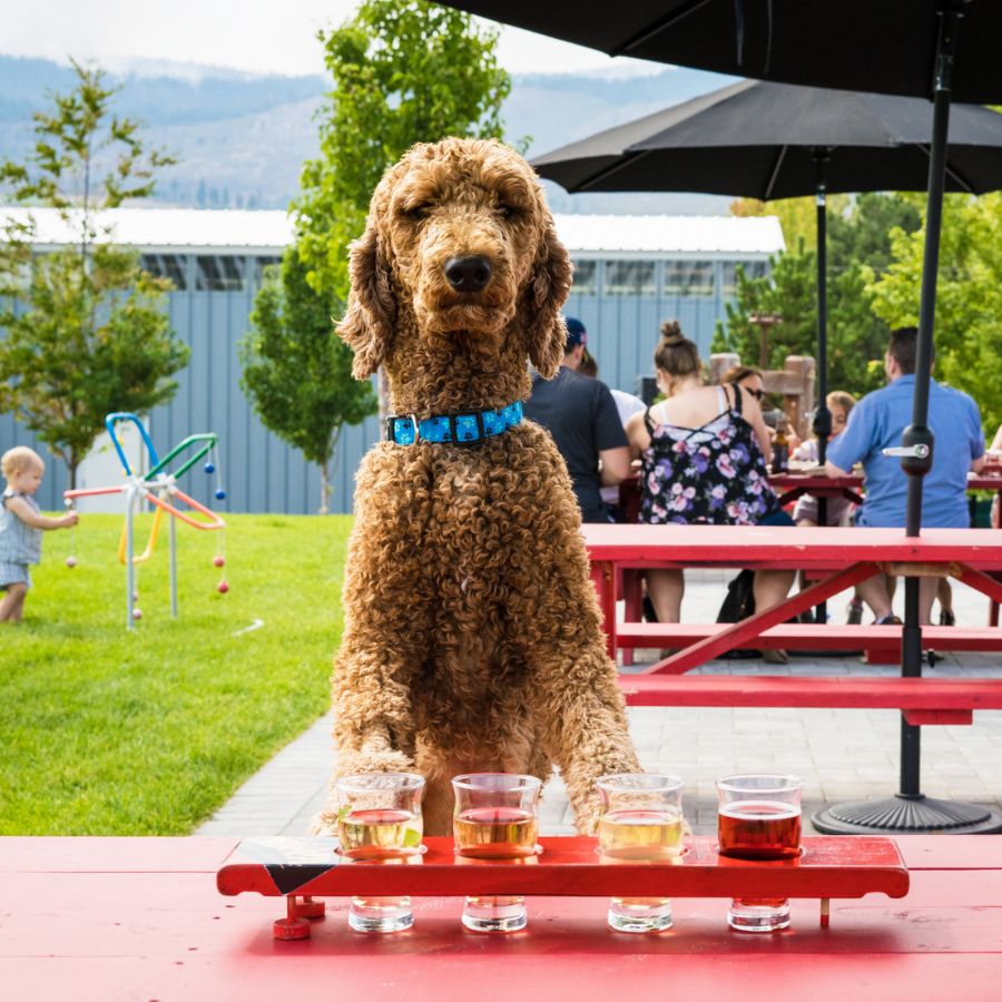 Truck 59 Cider House Pet Friendly Patio